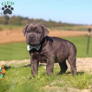 Diego, Cane Corso Puppy