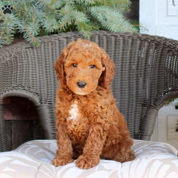 Diego, Mini Goldendoodle Puppy