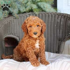 Diego, Mini Goldendoodle Puppy