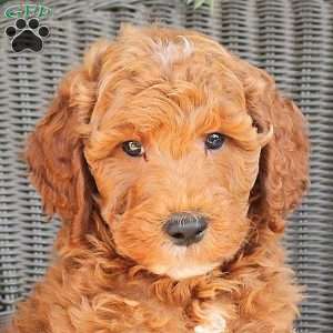 Diego, Mini Goldendoodle Puppy