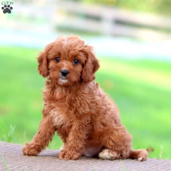 Diego, Cavapoo Puppy