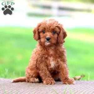 Diego, Cavapoo Puppy