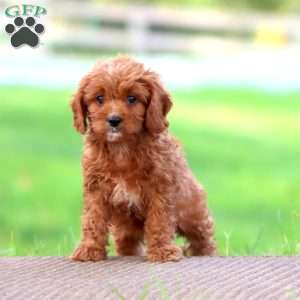 Diego, Cavapoo Puppy