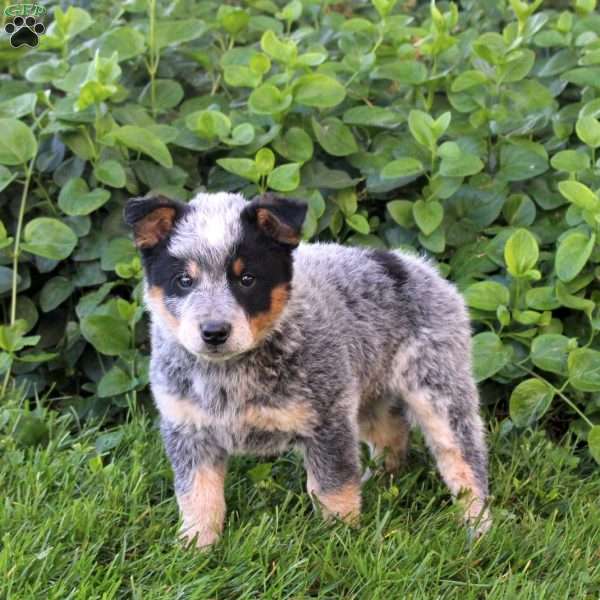 Diesel, Blue Heeler – Australian Cattle Dog Puppy