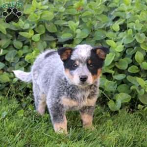 Diesel, Blue Heeler – Australian Cattle Dog Puppy