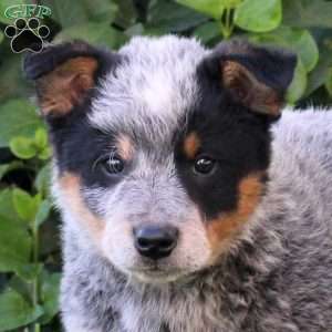 Diesel, Blue Heeler – Australian Cattle Dog Puppy