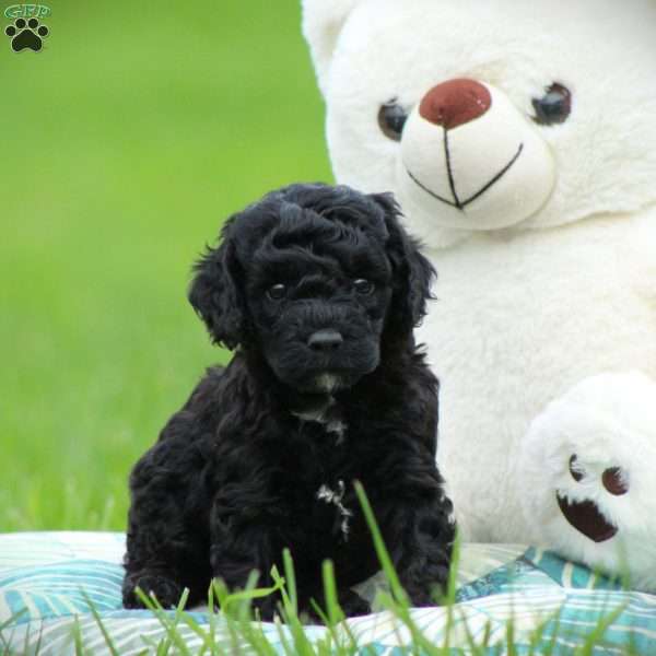Diesel, Cockapoo Puppy