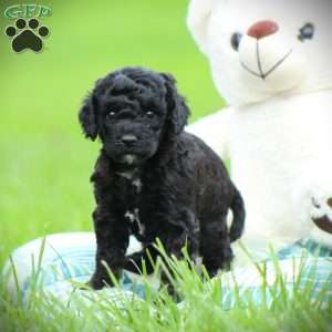 Diesel, Cockapoo Puppy