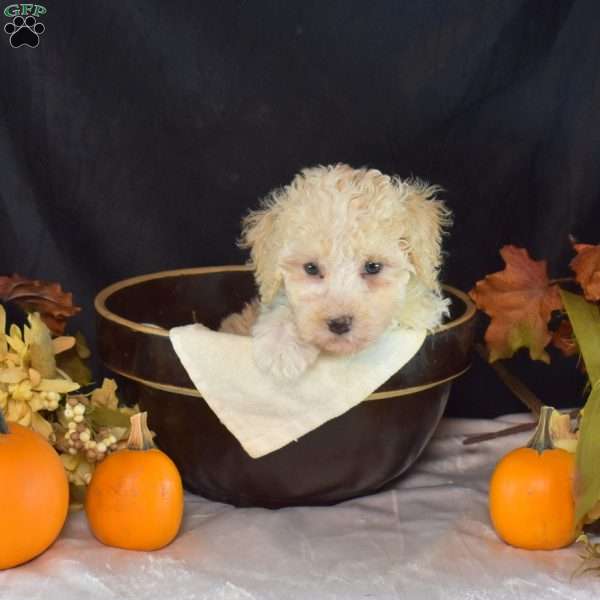 Dill, Bich-Poo Puppy