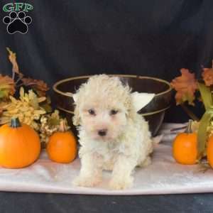 Dill, Bich-Poo Puppy
