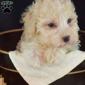 Dill, Bich-Poo Puppy