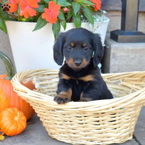 Dipper- Mini, Dachshund Puppy