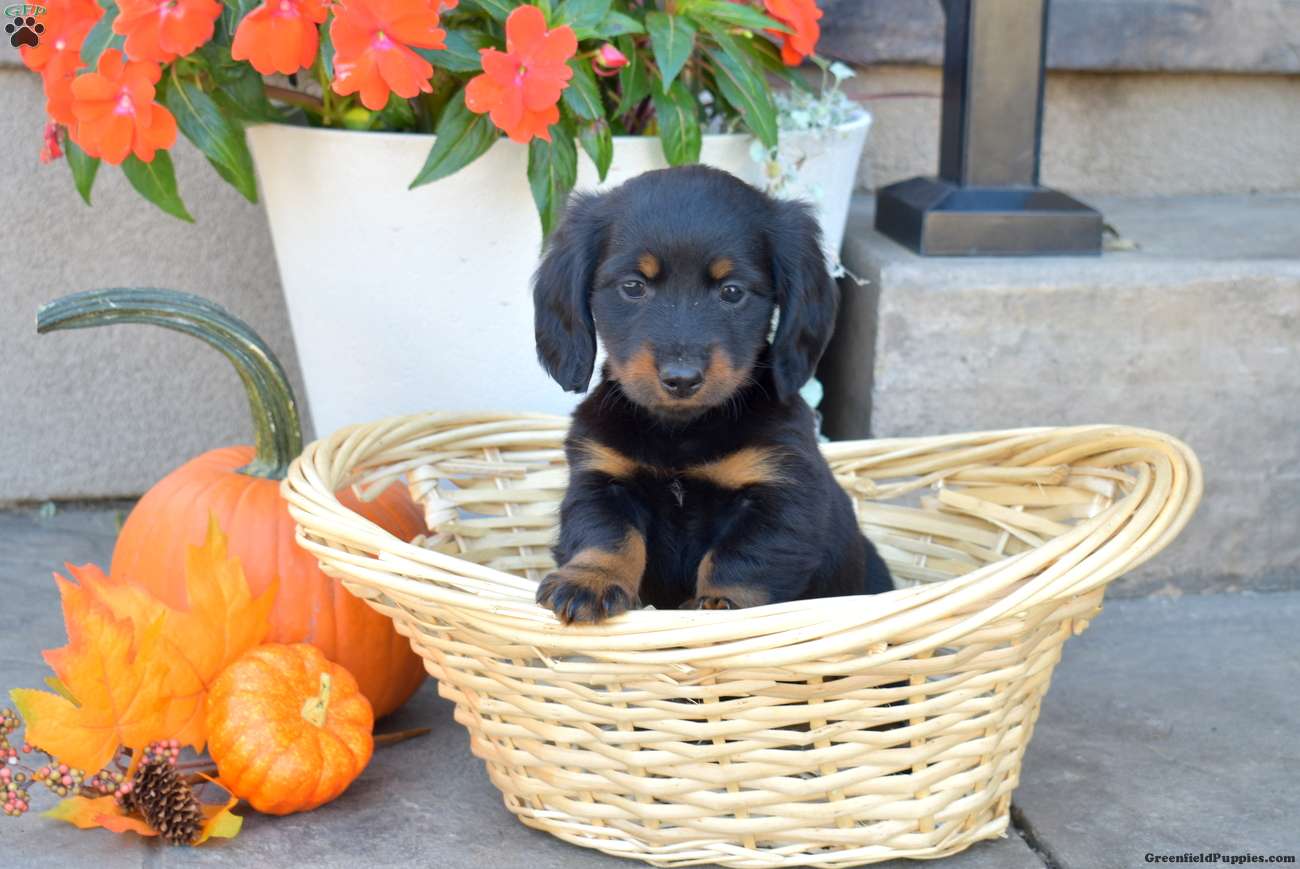 Dachshund (Dachshund, Male) in Christiana, PA