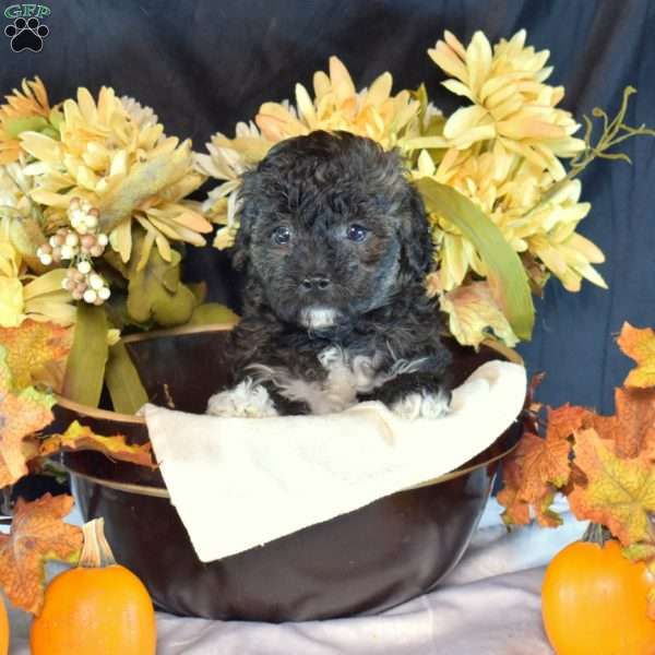 Dipper, Bich-Poo Puppy