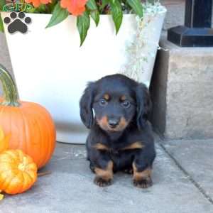 Dipper- Mini, Dachshund Puppy