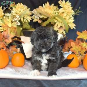 Dipper, Bich-Poo Puppy