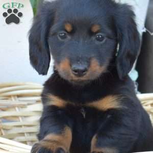 Dipper- Mini, Dachshund Puppy