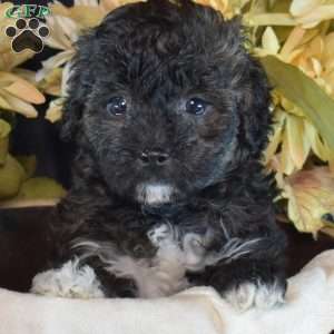 Dipper, Bich-Poo Puppy