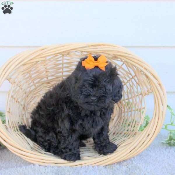 Dixie, Shih-Poo Puppy