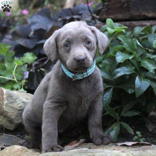 Dixie, Silver Labrador Retriever Puppy