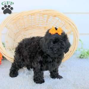 Dixie, Shih-Poo Puppy