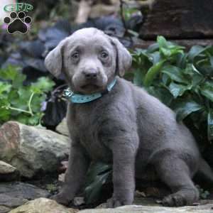 Dixie, Silver Labrador Retriever Puppy
