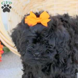 Dixie, Shih-Poo Puppy
