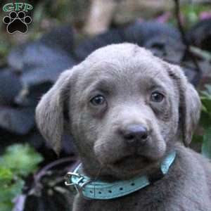 Dixie, Silver Labrador Retriever Puppy