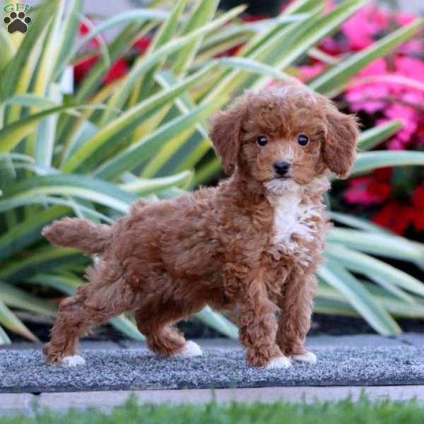 Dixie, Miniature Poodle Puppy
