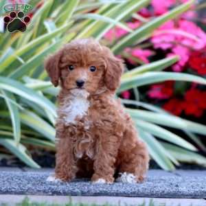 Dixie, Miniature Poodle Puppy