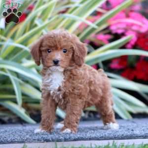 Dixie, Miniature Poodle Puppy