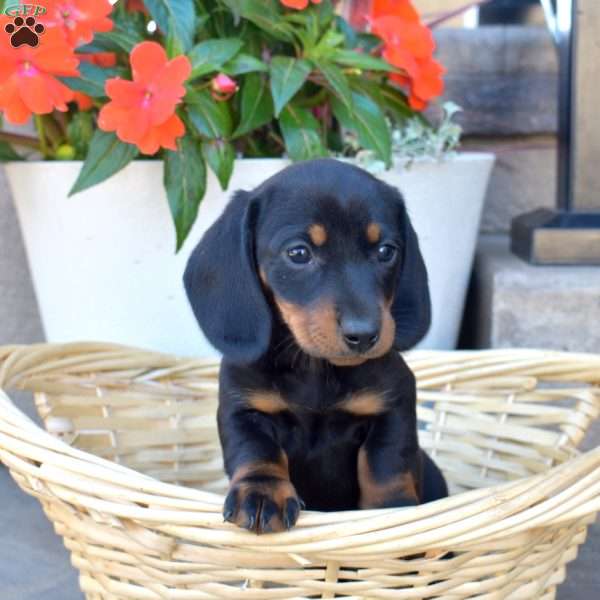 Doc- Mini, Dachshund Puppy