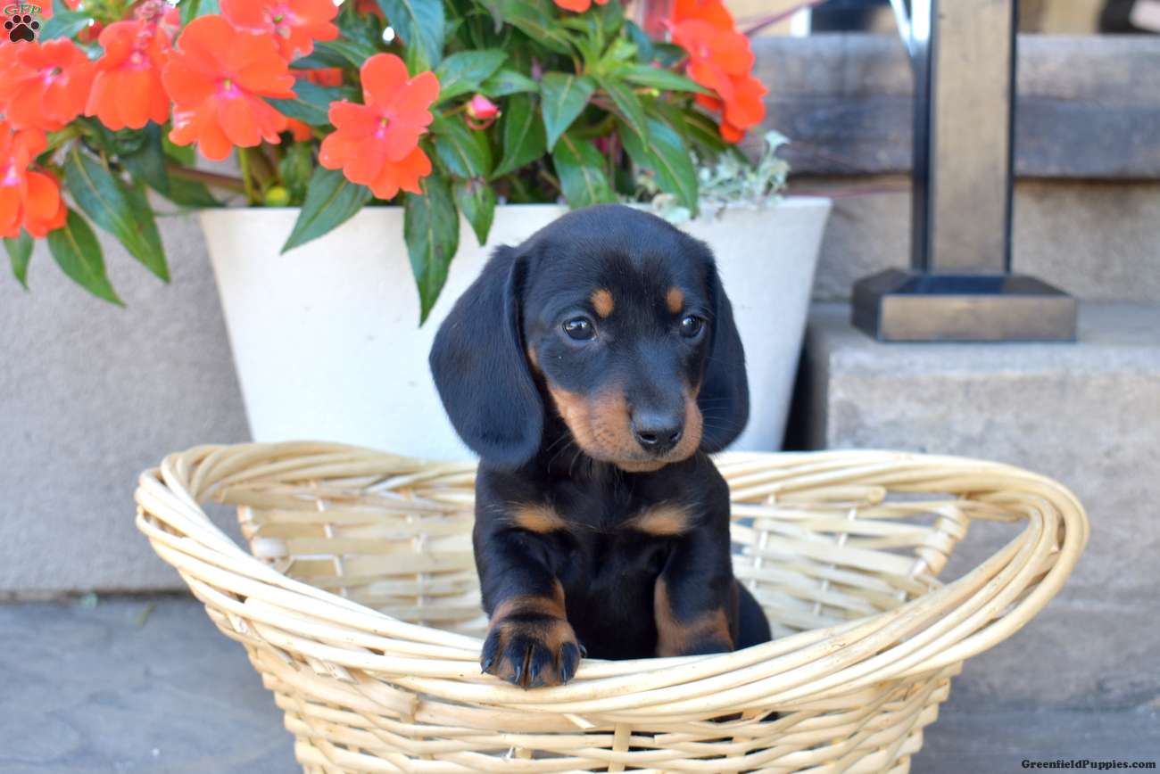 Dachshund (Dachshund, Male) in Christiana, PA