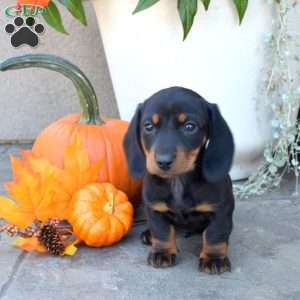 Doc- Mini, Dachshund Puppy