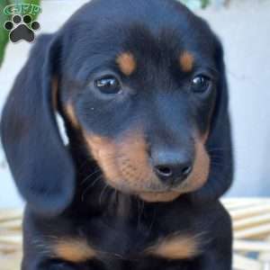 Doc- Mini, Dachshund Puppy