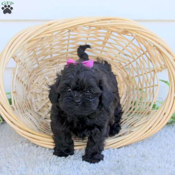 Dolly, Shih-Poo Puppy