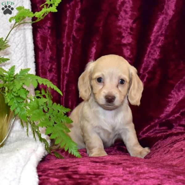Dolly, Dachshund Puppy