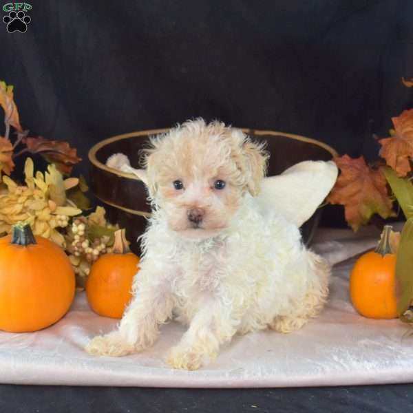 Dolly, Bich-Poo Puppy