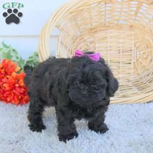 Dolly, Shih-Poo Puppy