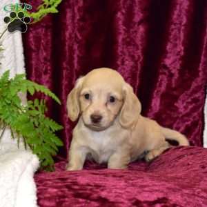 Dolly, Dachshund Puppy