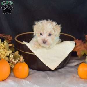 Dolly, Bich-Poo Puppy