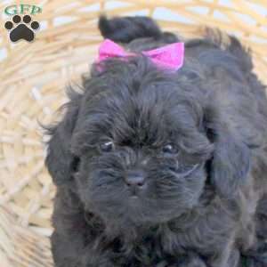 Dolly, Shih-Poo Puppy
