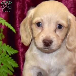 Dolly, Dachshund Puppy