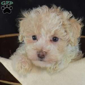 Dolly, Bich-Poo Puppy