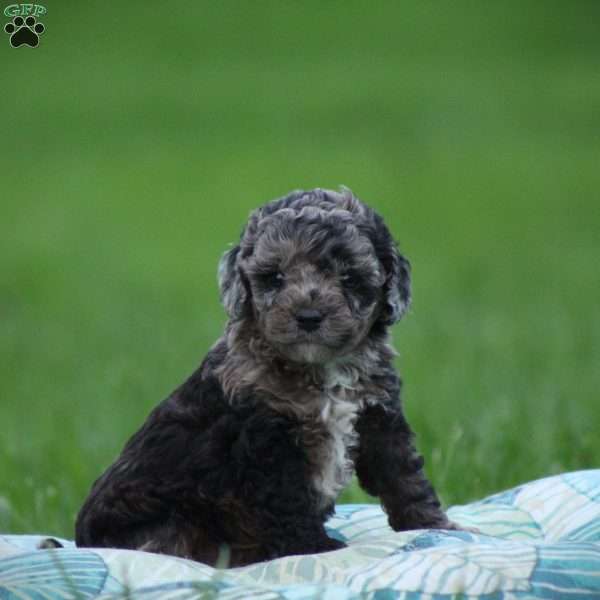 Domino, Cockapoo Puppy