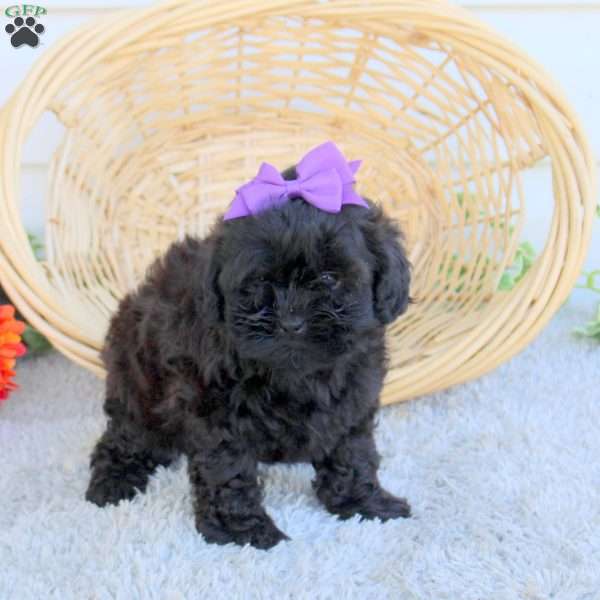 Donna, Shih-Poo Puppy