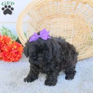 Donna, Shih-Poo Puppy
