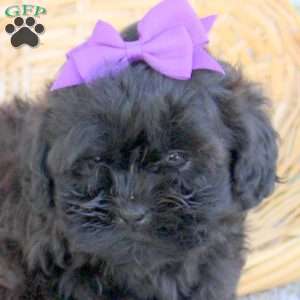 Donna, Shih-Poo Puppy