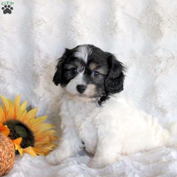 Dorie, Cavachon Puppy