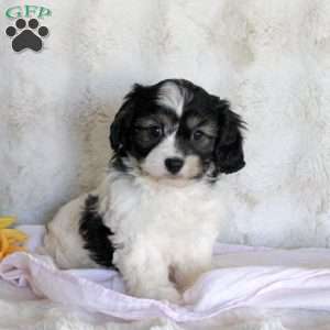 Dorie, Cavachon Puppy